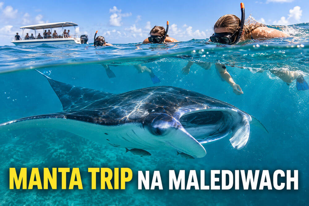 Wycieczka na manty na Malediwach – jak wybrać manta trip i sezon?